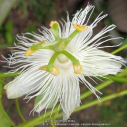 Location: Sebastian, Florida
Date: 2013-06-01
Beautiful white form of incarnata. Host plant for Gulf Fritillary