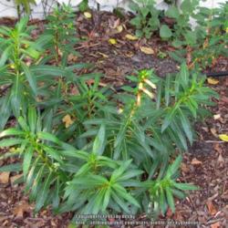 Location: Sebastian, Florida
Date: 2013-06-17
Cuphea micropetala grows into a dense shrub. It has long slender 