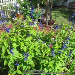 Location: Sebastian, Florida
Date: 2013-05-16
The blue blooms on this salvia are striking. It spreads by runner
