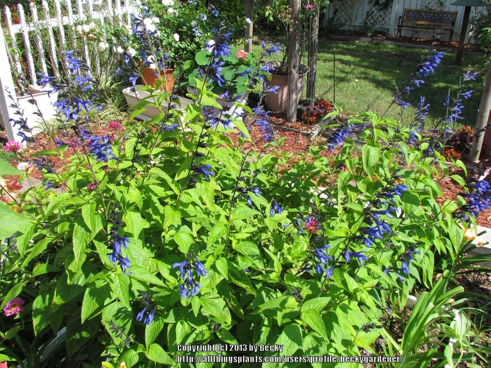 Photo of Anise-Scented Sage (Salvia coerulea 'Black and Blue') uploaded by beckygardener