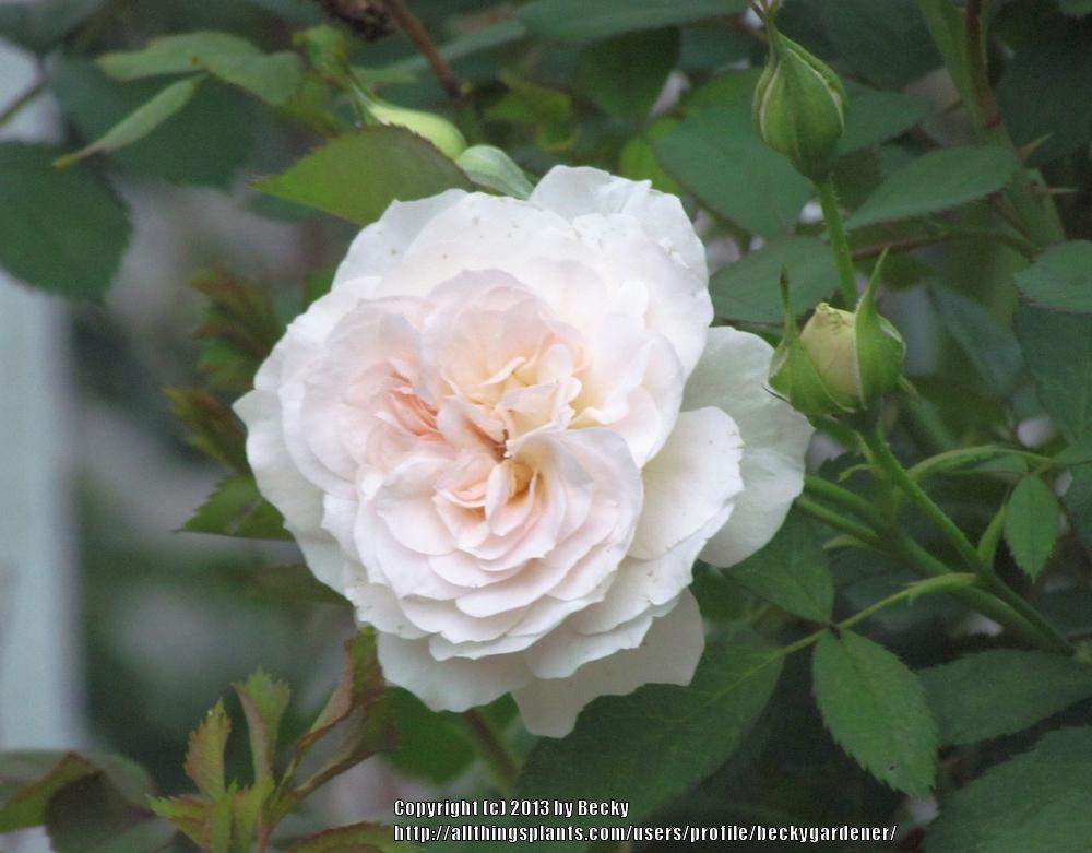 Photo of Rose (Rosa 'Morden Blush') uploaded by beckygardener
