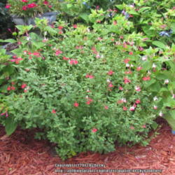 Location: Sebastian, Florida
Date: 2013-05-29
One of my favorite salvias for Florida! Drought tolerant and bloo