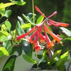 Location: Sebastian, Florida
Date: 2013-05-16
Best vine to grow in Florida! Butterflies and hummingbirds all ov