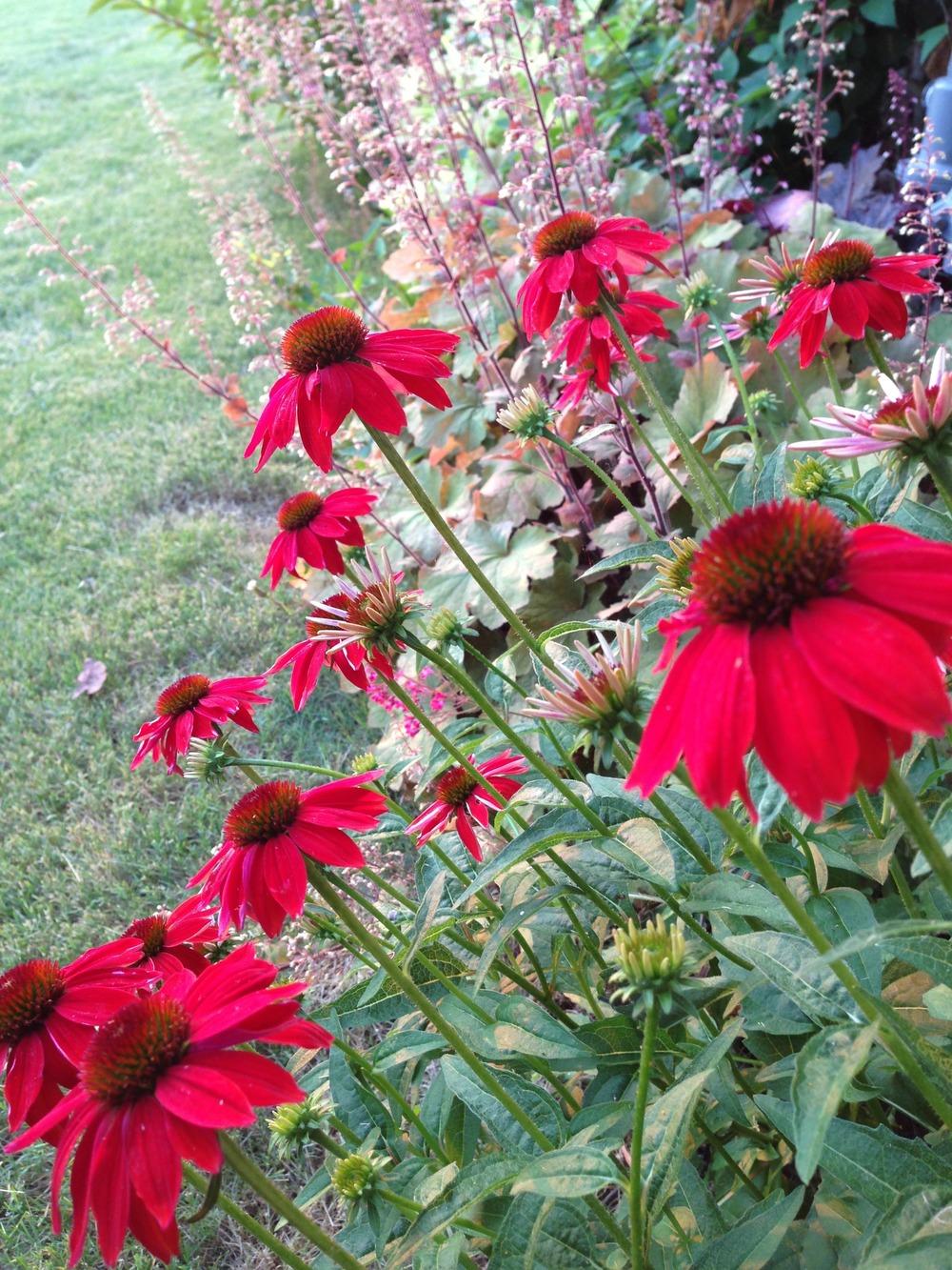Photo of Coneflower (Echinacea Sombrero® Salsa Red) uploaded by clintbrown
