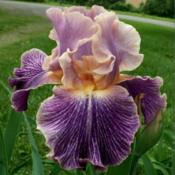 Elizabethan Age tall bearded iris