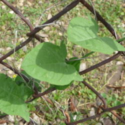 Location: Indiana zone 5
Date: 2013-06-13