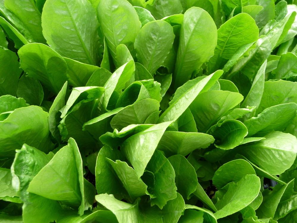 Photo of Lettuce (Lactuca sativa 'Parris Island') uploaded by gardengus