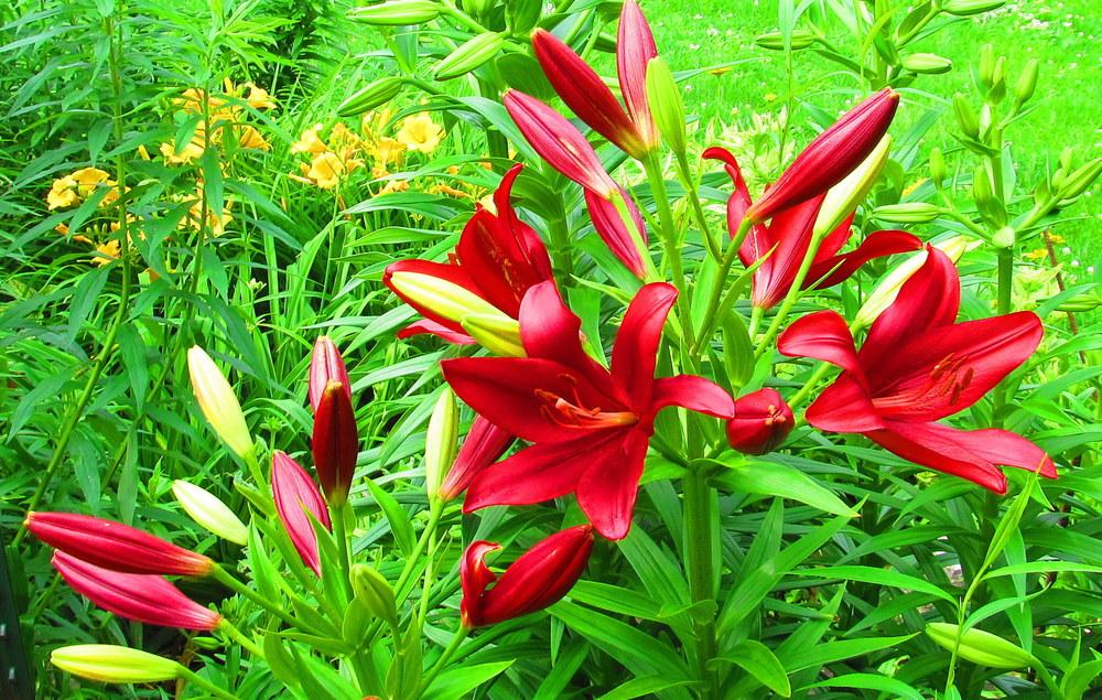 Photo of Lily (Lilium 'Red Alert') uploaded by jmorth