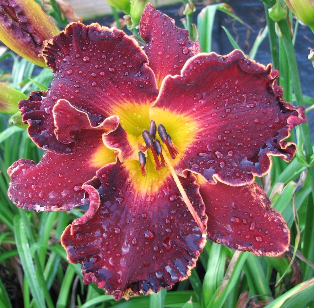 Photo of Daylily (Hemerocallis 'Spacecoast Dark Obsession') uploaded by tink3472