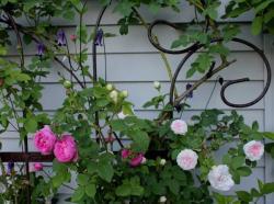 Thumb of 2013-06-19/Cottage_Rose/0a920a