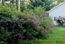 Thumb of 2013-06-19/Cottage_Rose/3389a8