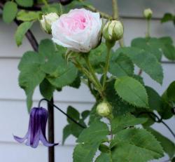 Thumb of 2013-06-19/Cottage_Rose/fe212f