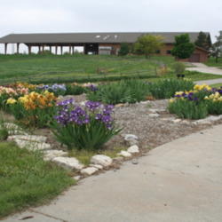 Location: Sass Memorial Garden near Ashland, Nebraska
Date: 2013-05-23
Nearly every iris that ever won the Sass Medal is visible within 