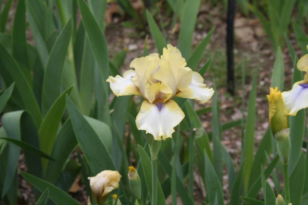 Photo of Intermediate Bearded Iris (Iris 'Abbey Chant') uploaded by KentPfeiffer