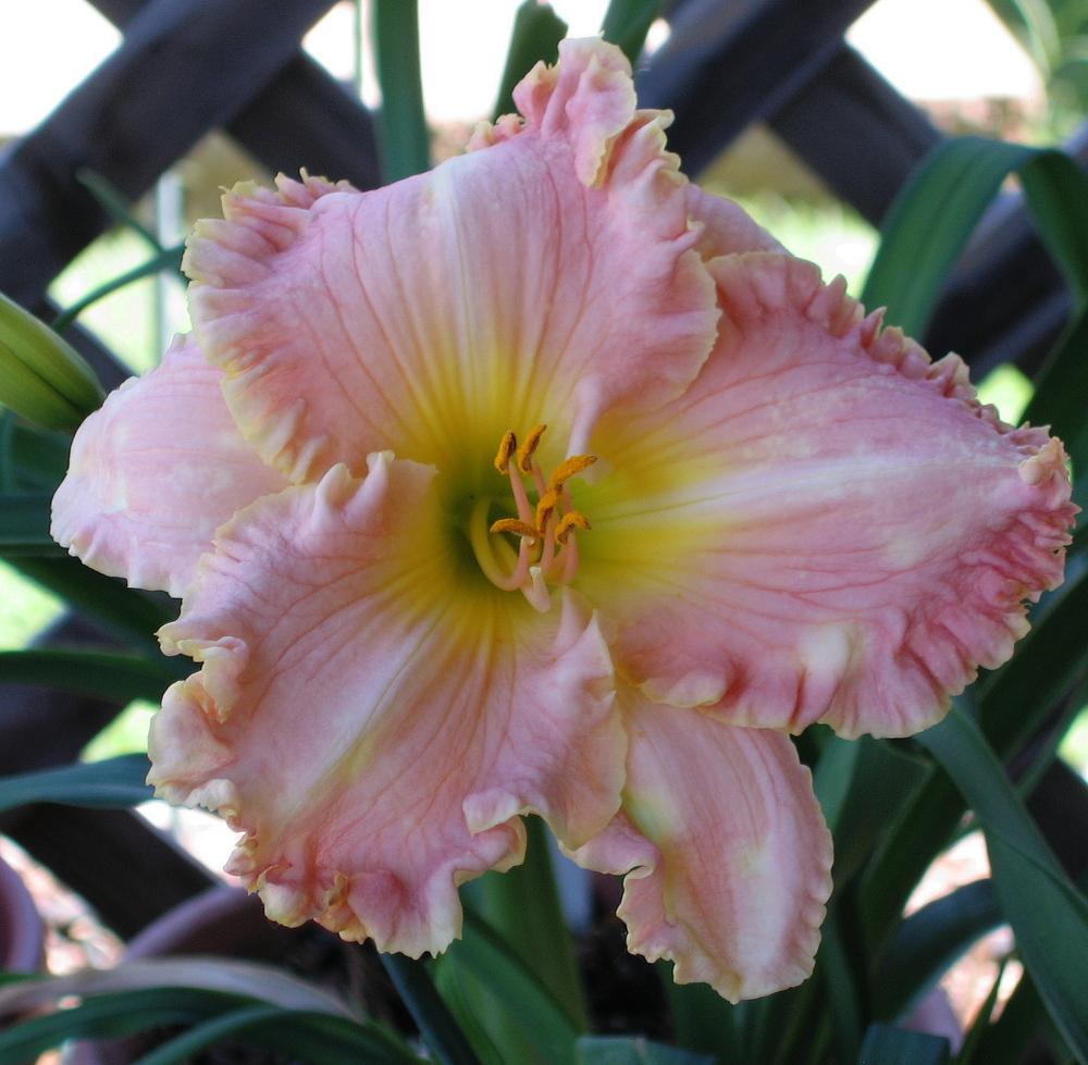 Photo of Daylily (Hemerocallis 'Pink Aloha') uploaded by Maryl