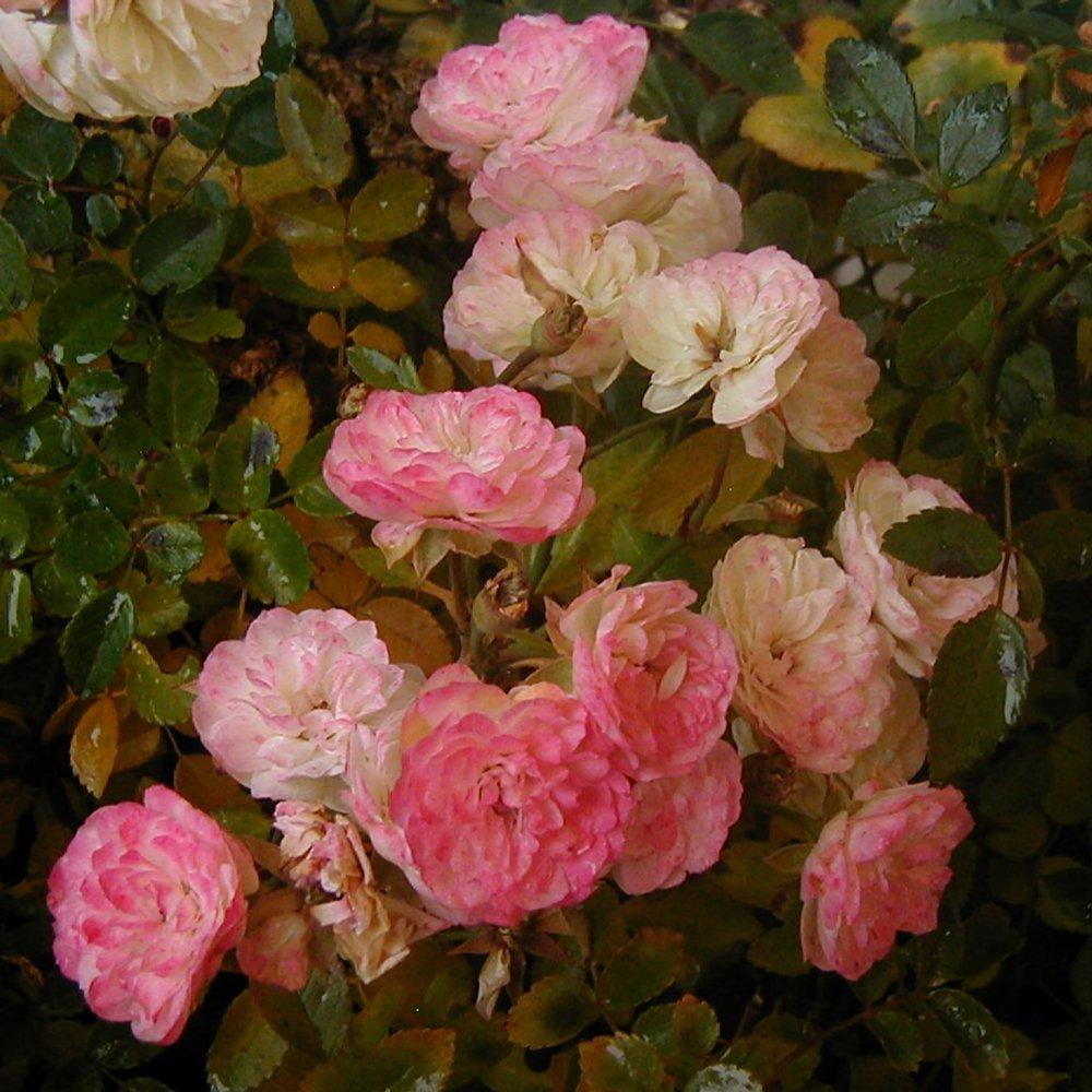 Photo of Rose (Rosa 'Green Ice') uploaded by RoseBlush1