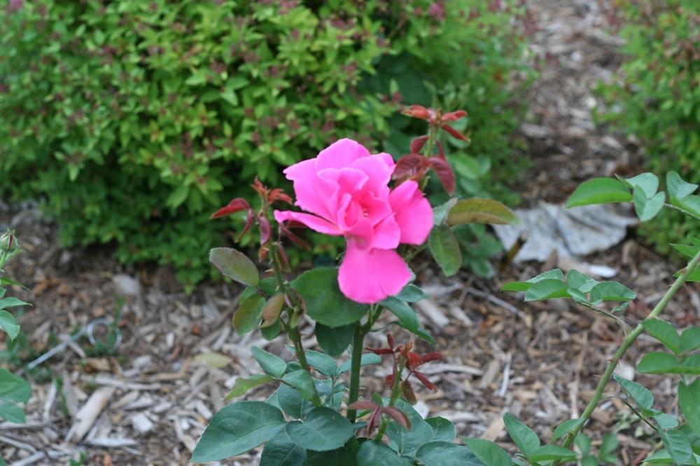 Photo of Rose (Rosa 'Perfume Delight') uploaded by Skiekitty
