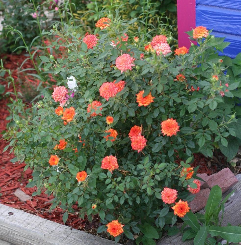 Photo of Rose (Rosa 'Ring of Fire') uploaded by Skiekitty