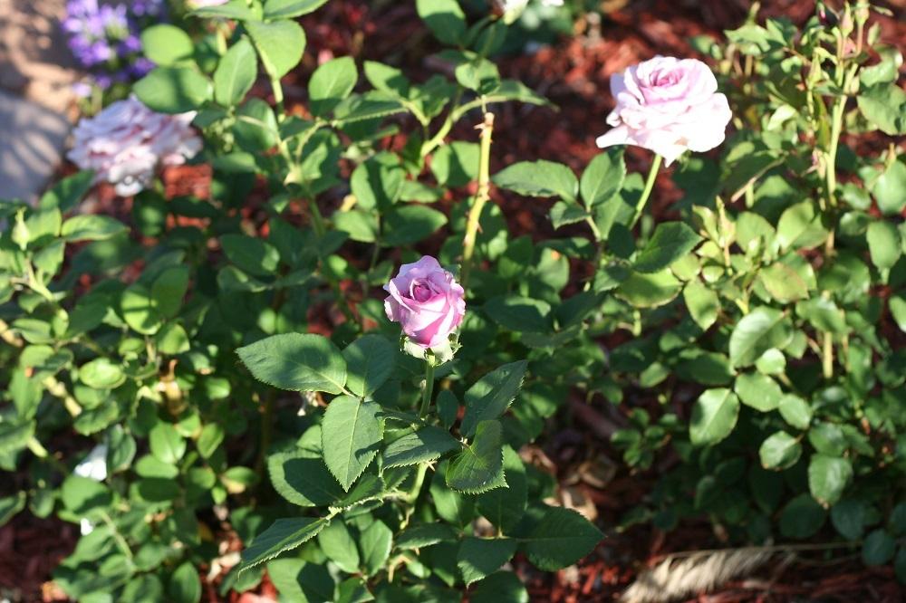 Photo of Rose (Rosa 'Neptune') uploaded by Skiekitty