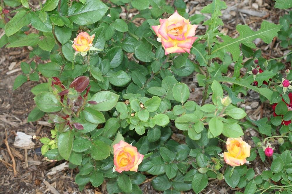 Photo of Rose (Rosa 'Red Gold') uploaded by Skiekitty