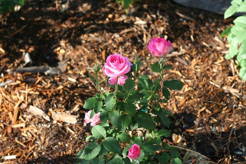 Photo of Rose (Rosa 'Nightingale') uploaded by Skiekitty