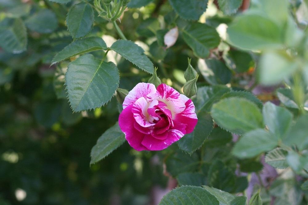 Photo of Rose (Rosa 'Purple Splash') uploaded by Skiekitty