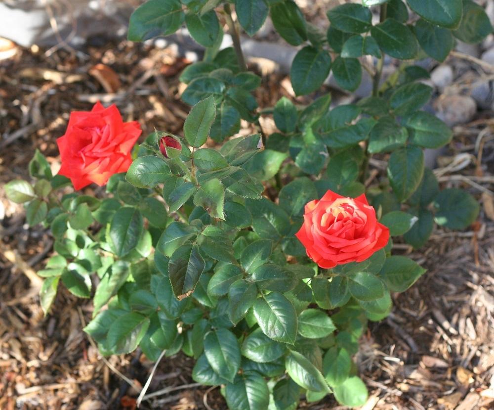 Photo of Rose (Rosa 'Solarflash') uploaded by Skiekitty