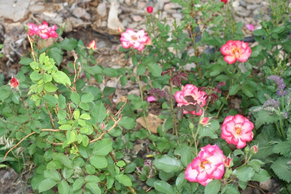 Photo of Rose (Rosa 'Betty Boop') uploaded by Skiekitty