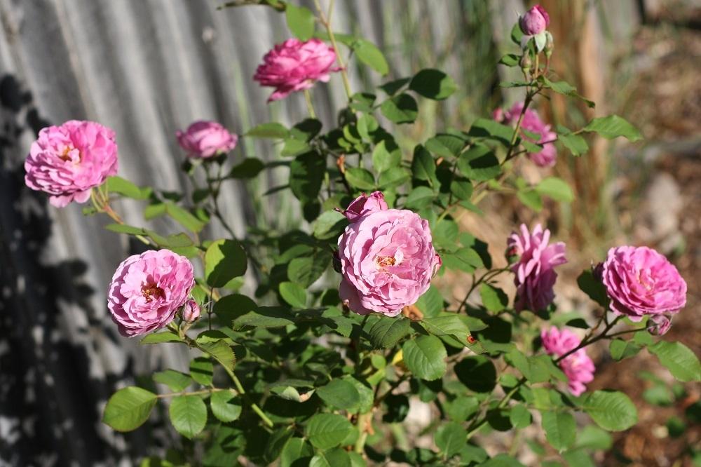 Photo of Rose (Rosa 'Magenta') uploaded by Skiekitty