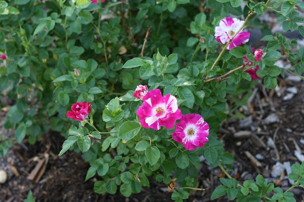 Photo of Rose (Rosa 'Purple Splash') uploaded by Skiekitty