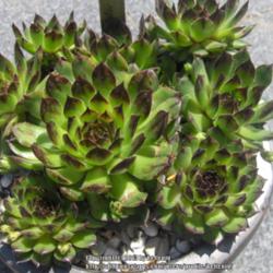 
Date: 2013-05-03
Further information is being searched on this sempervivum.
