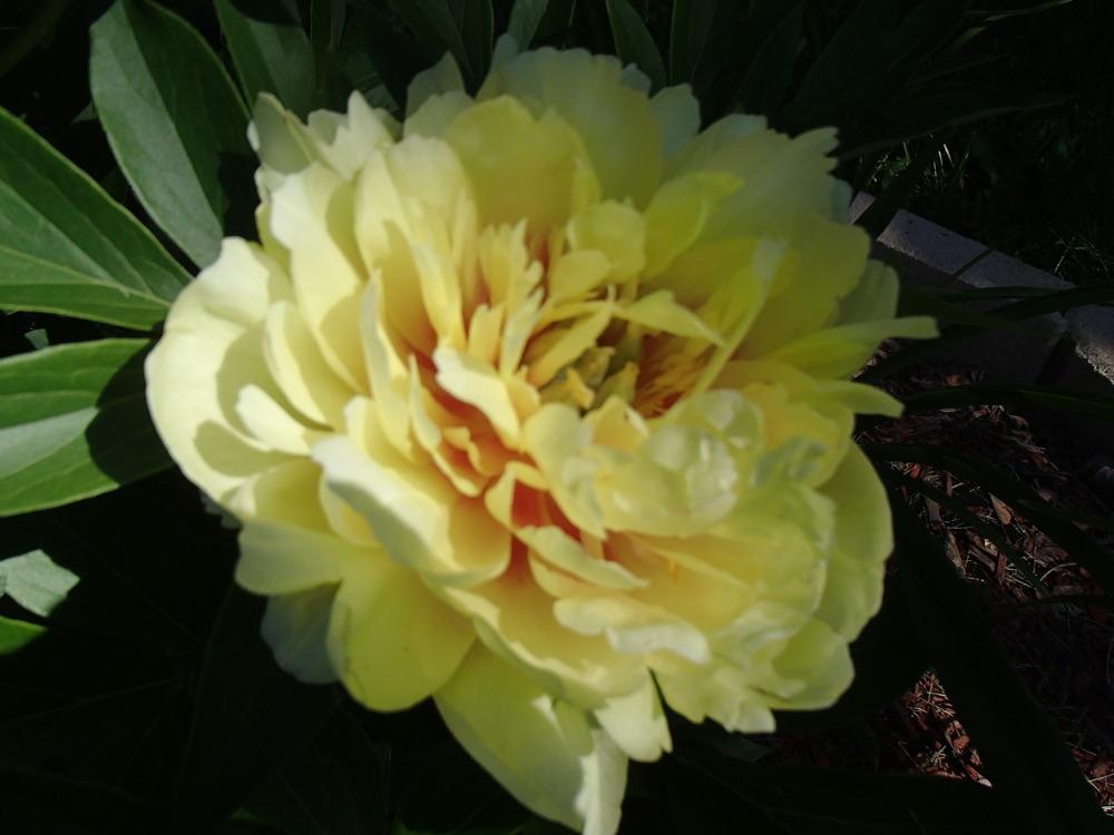 Photo of Intersectional Peony (Paeonia 'Bartzella') uploaded by philljm