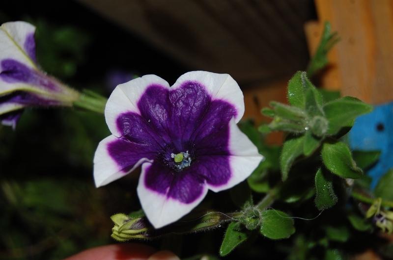 Photo of Petunia Fortunia® Purple Picotee uploaded by pixie62560