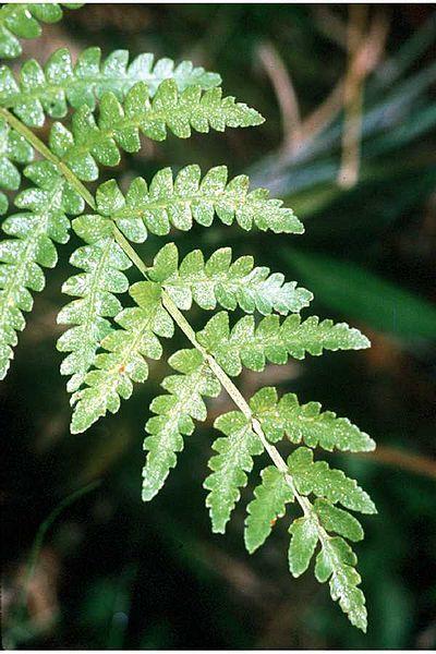 Photo of Virginia Chain Fern (Anchistea virginica) uploaded by robertduval14
