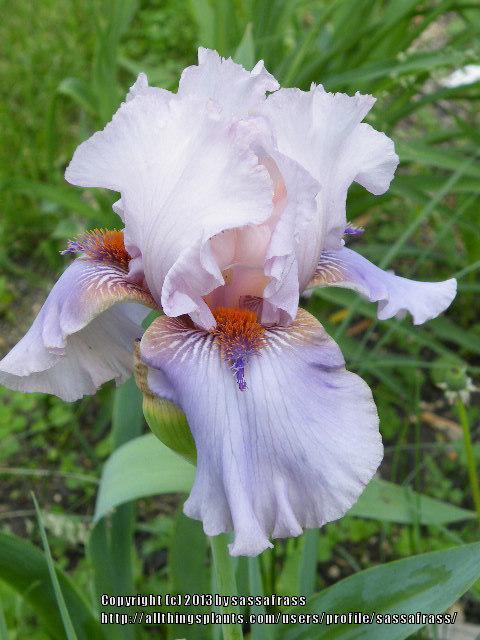 Photo of Tall Bearded Iris (Iris 'Awesome Alex') uploaded by sassafrass