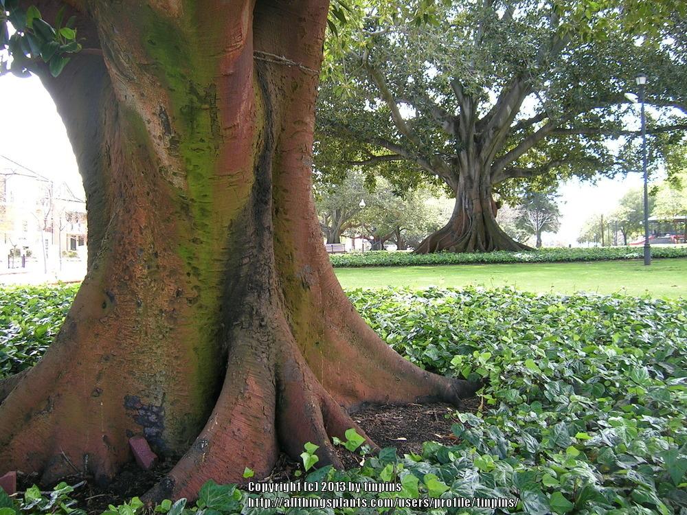 Photo of Moreton Bay Fig (Ficus macrophylla) uploaded by tinpins