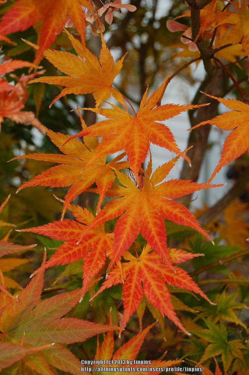 Photo of Japanese Maple (Acer palmatum var. amoenum 'O Sakazuki') uploaded by tinpins