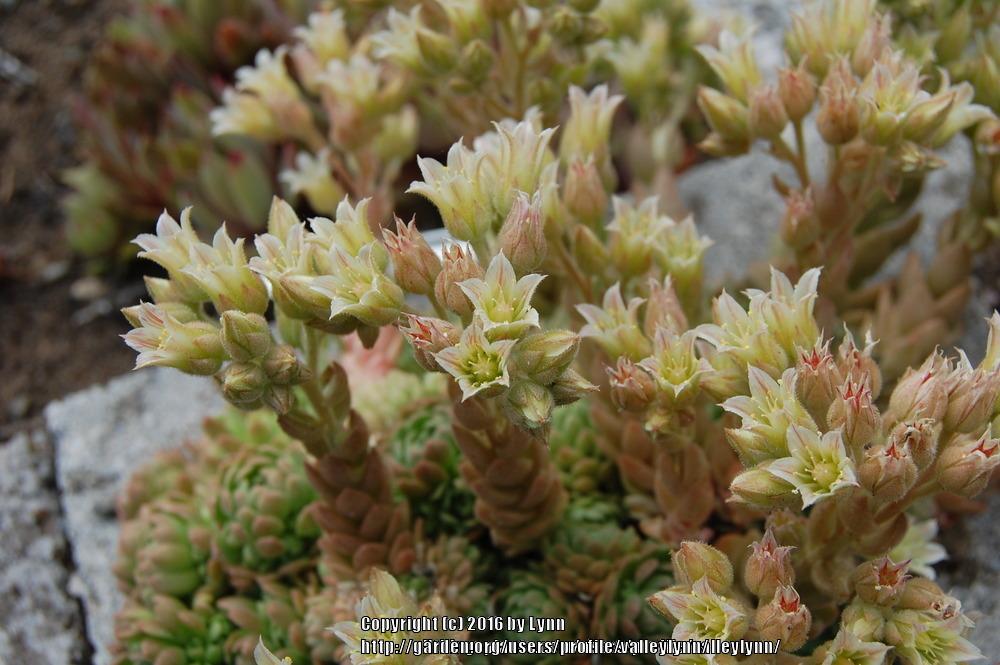 Photo of Rosularia (Prometheum chrysanthum subsp. chrysanthum) uploaded by valleylynn