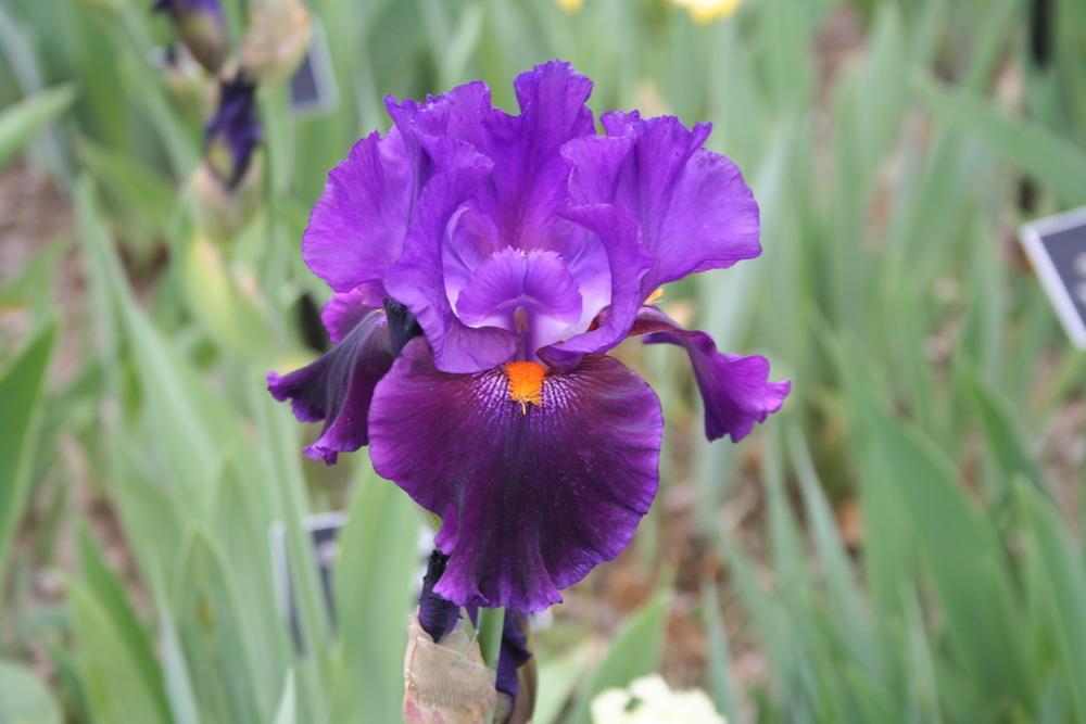 Photo of Tall Bearded Iris (Iris 'Local Color') uploaded by KentPfeiffer