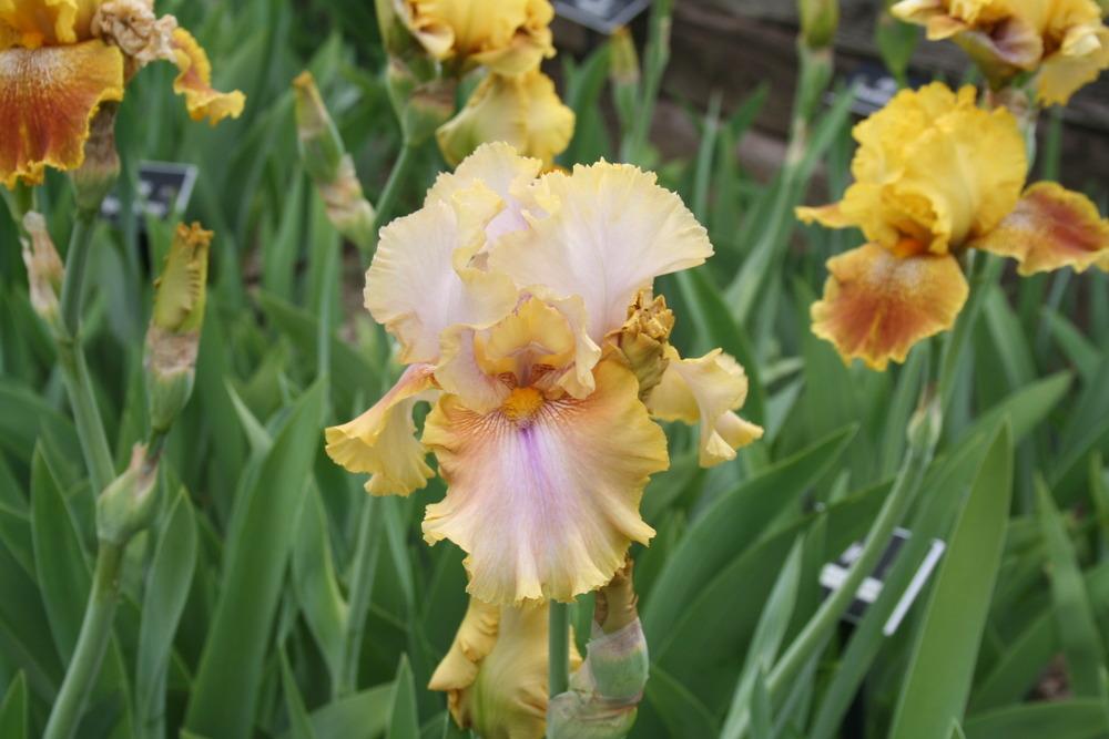 Photo of Tall Bearded Iris (Iris 'Polish Princess') uploaded by KentPfeiffer