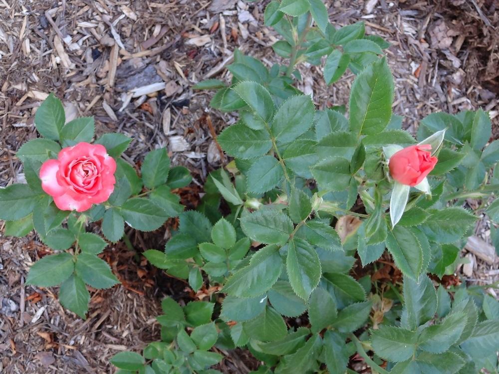 Photo of Rose (Rosa 'Marmalade Skies') uploaded by Skiekitty