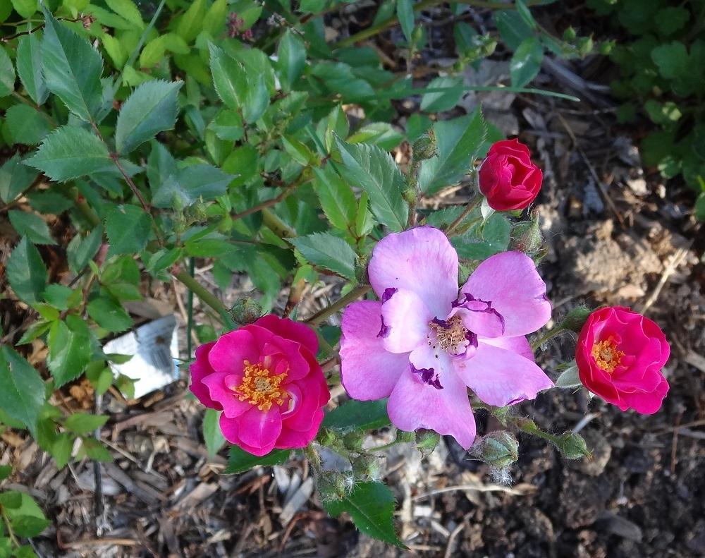 Photo of Rose (Rosa 'Lavender Dream') uploaded by Skiekitty