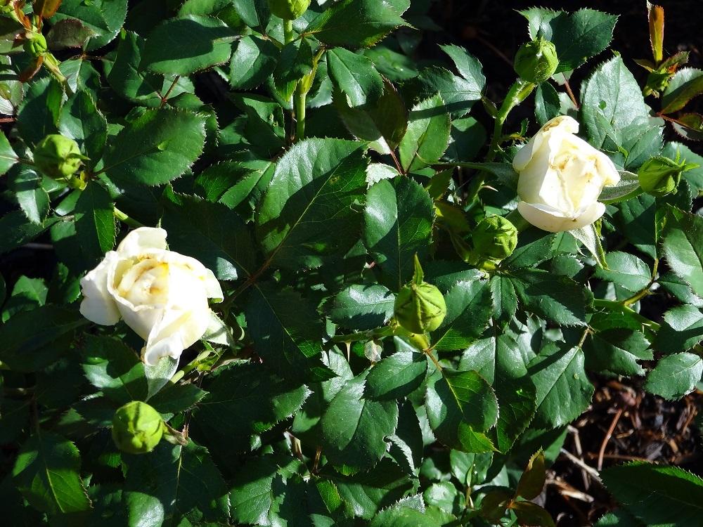 Photo of Rose (Rosa 'White Licorice') uploaded by Skiekitty