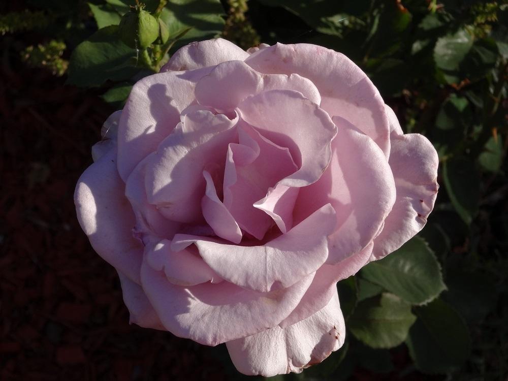 Photo of Rose (Rosa 'Florence Delattre') uploaded by Skiekitty
