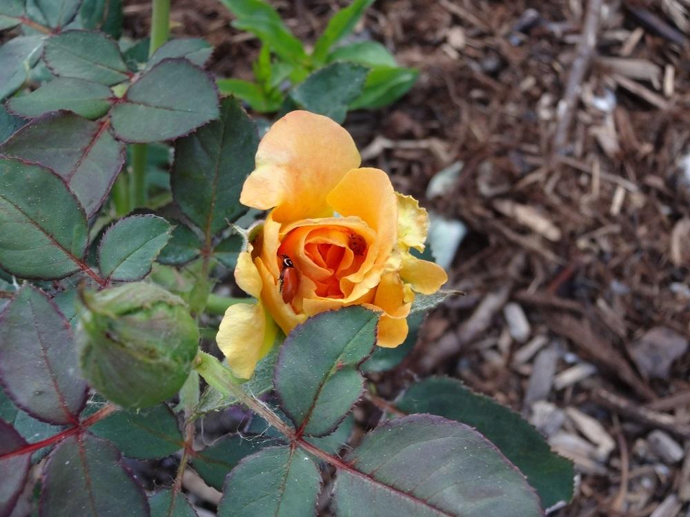 Photo of Rose (Rosa 'Vavoom') uploaded by Skiekitty