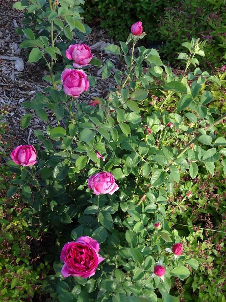 Photo of English Shrub Rose (Rosa 'Othello') uploaded by Skiekitty