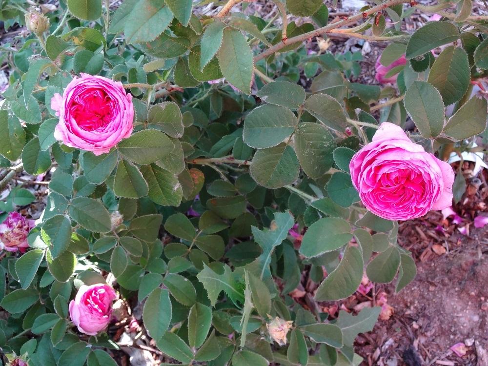Photo of Rose (Rosa 'Crimson Gallica') uploaded by Skiekitty