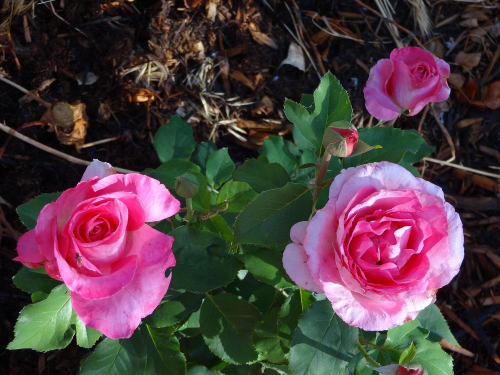 Photo of Rose (Rosa 'Nightingale') uploaded by Skiekitty
