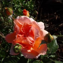 Location: Denver Metro CO
Date: 2013-06-20
In the dawn light, this rose glows.