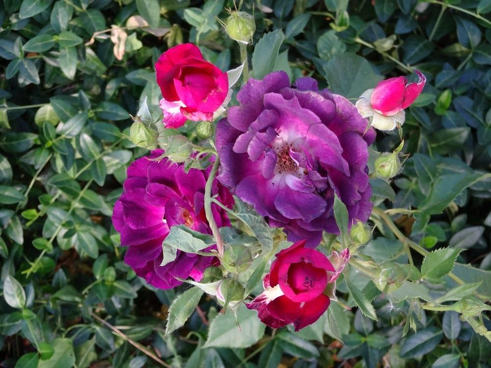 Photo of Shrub Rose (Rosa 'Cardinal Hume') uploaded by Skiekitty